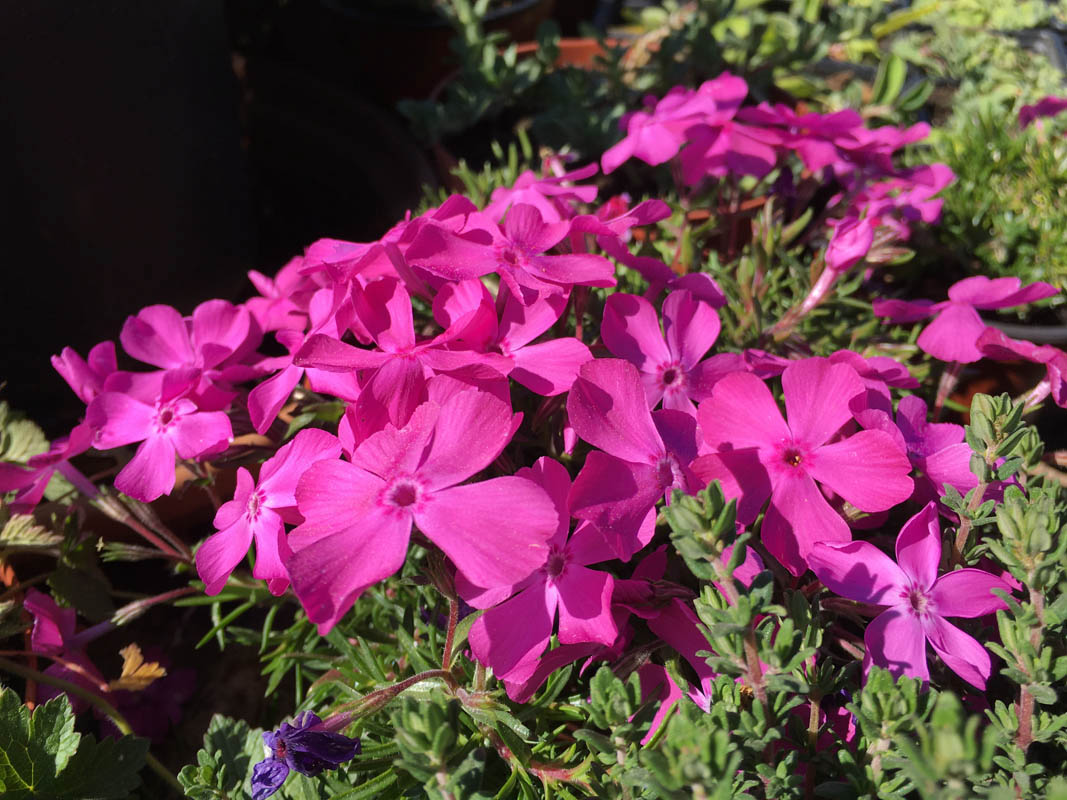 Phlox subulata 'McDaniel's Cushion' en fleurs sur des pentes sèches de l'est des États-Unis